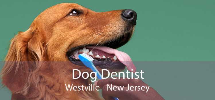 Dog Dentist Westville - New Jersey
