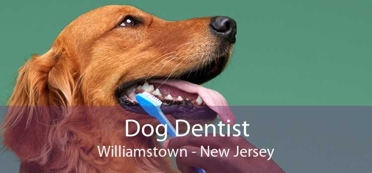 Dog Dentist Williamstown - New Jersey