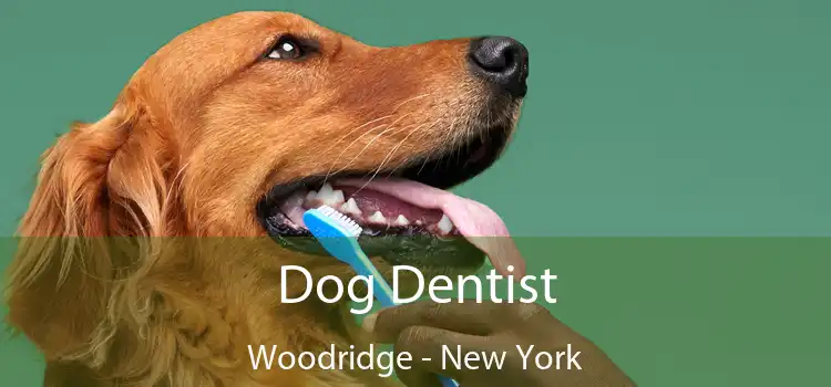Dog Dentist Woodridge - New York