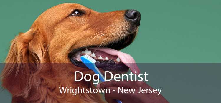 Dog Dentist Wrightstown - New Jersey
