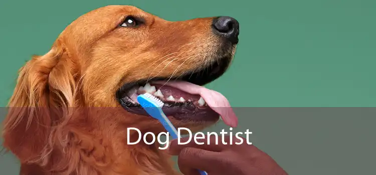 Dog Dentist