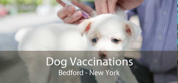 Dog Vaccinations Bedford - New York