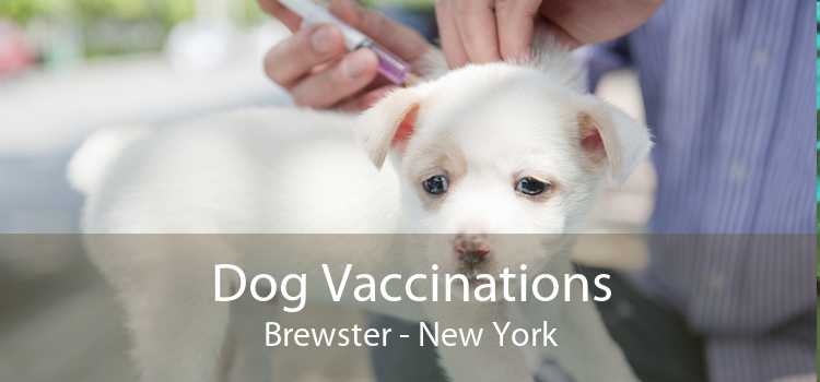 Dog Vaccinations Brewster - New York