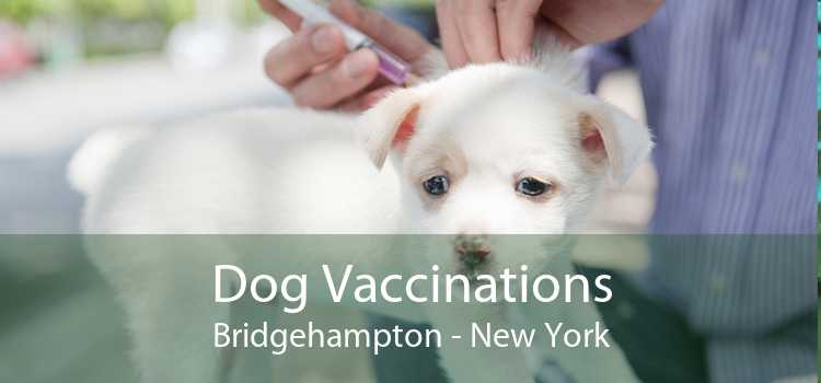 Dog Vaccinations Bridgehampton - New York