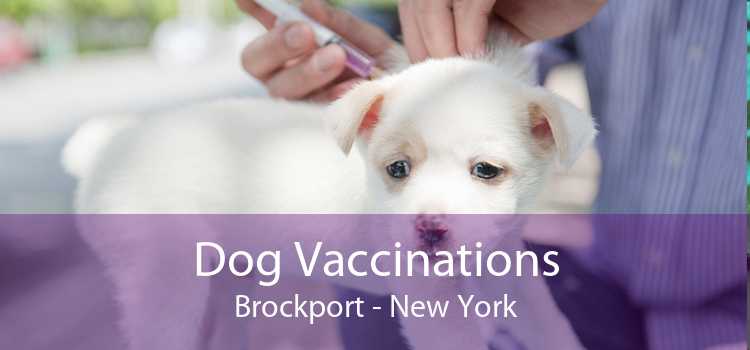 Dog Vaccinations Brockport - New York