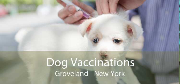 Dog Vaccinations Groveland - New York