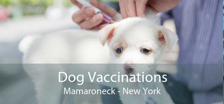 Dog Vaccinations Mamaroneck - New York