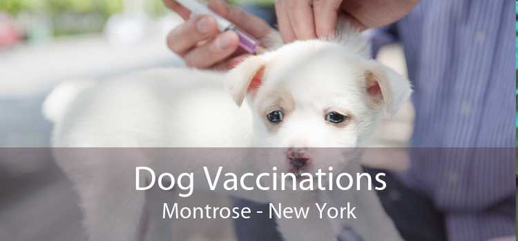 Dog Vaccinations Montrose - New York