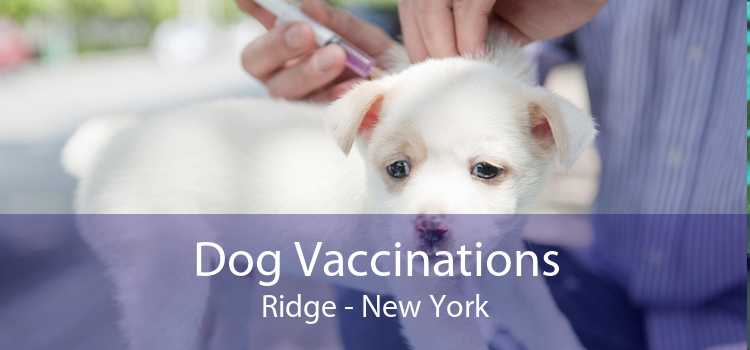 Dog Vaccinations Ridge - New York