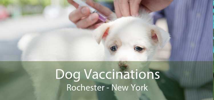 Dog Vaccinations Rochester - New York