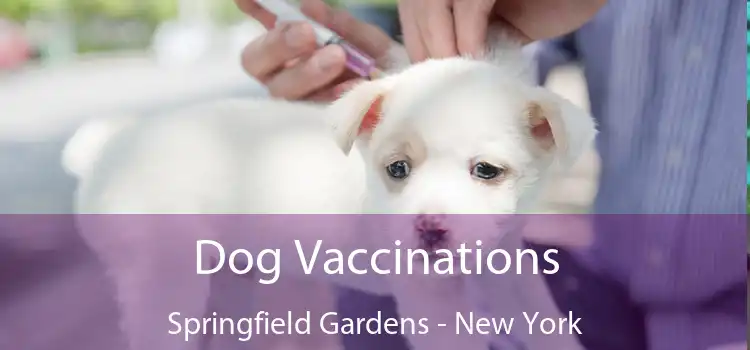 Dog Vaccinations Springfield Gardens - New York