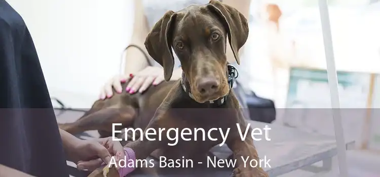 Emergency Vet Adams Basin - New York