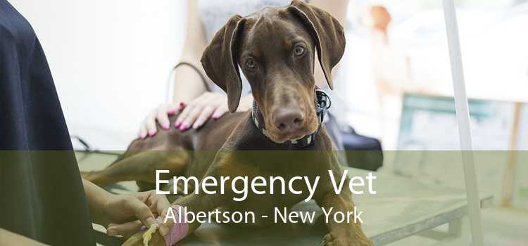 Emergency Vet Albertson - New York