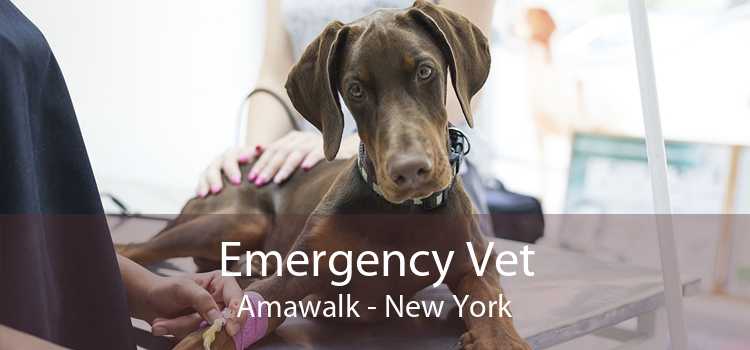 Emergency Vet Amawalk - New York