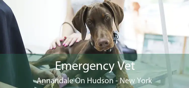 Emergency Vet Annandale On Hudson - New York