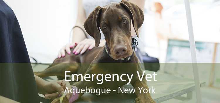 Emergency Vet Aquebogue - New York