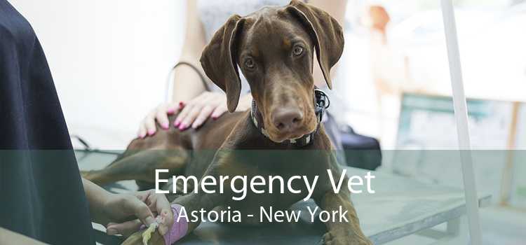 Emergency Vet Astoria - New York