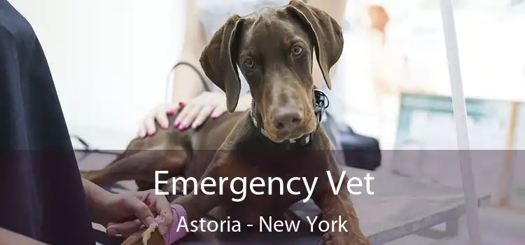 Emergency Vet Astoria - New York