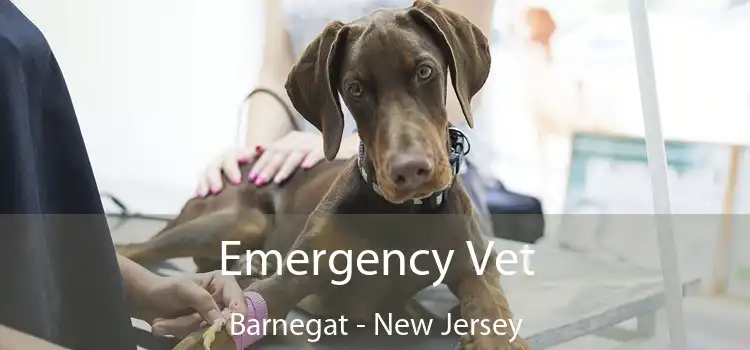 Emergency Vet Barnegat - New Jersey