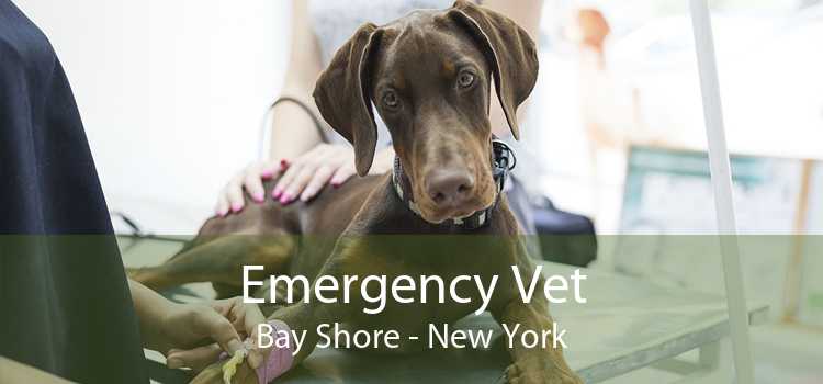 Emergency Vet Bay Shore - New York