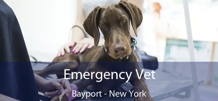 Emergency Vet Bayport - New York