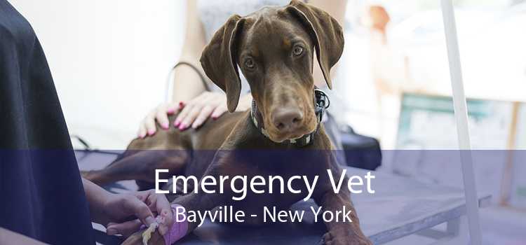 Emergency Vet Bayville - New York