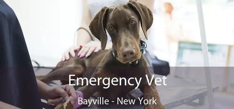 Emergency Vet Bayville - New York