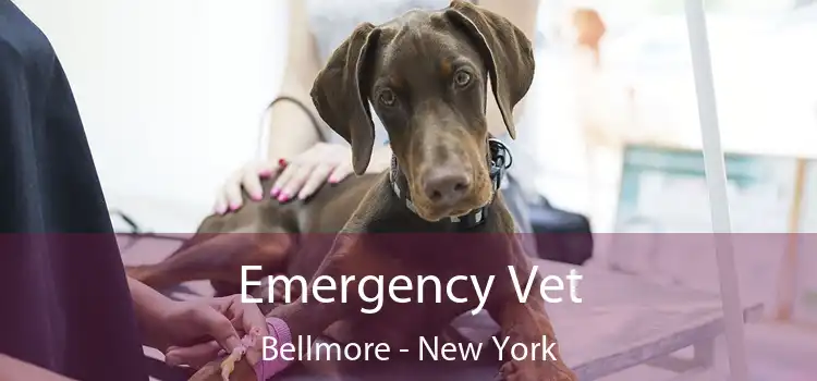 Emergency Vet Bellmore - New York
