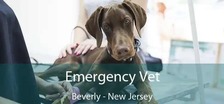 Emergency Vet Beverly - New Jersey