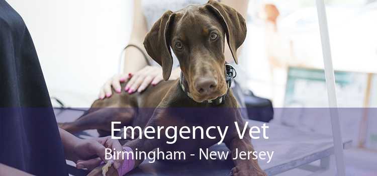 Emergency Vet Birmingham - New Jersey