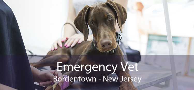 Emergency Vet Bordentown - New Jersey