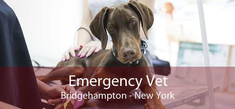 Emergency Vet Bridgehampton - New York