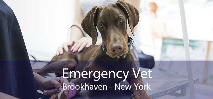 Emergency Vet Brookhaven - New York