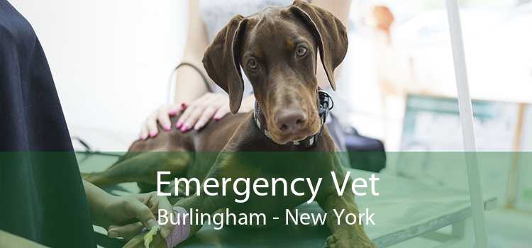 Emergency Vet Burlingham - New York