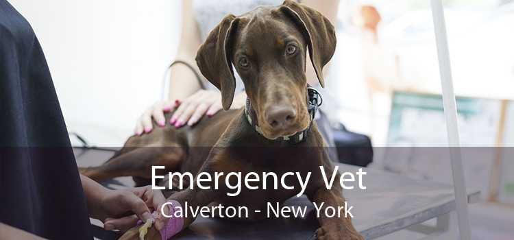 Emergency Vet Calverton - New York