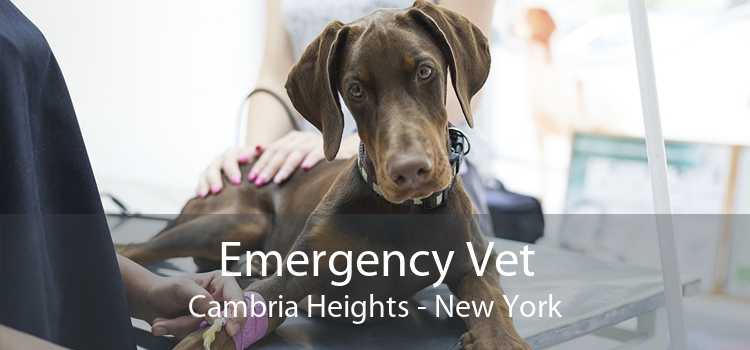 Emergency Vet Cambria Heights - New York