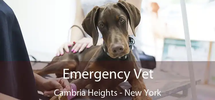 Emergency Vet Cambria Heights - New York