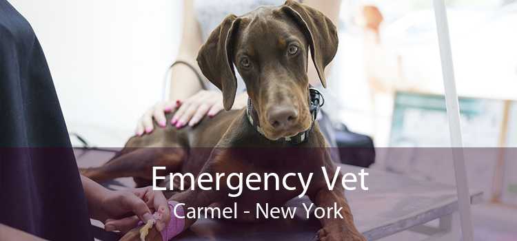 Emergency Vet Carmel - New York