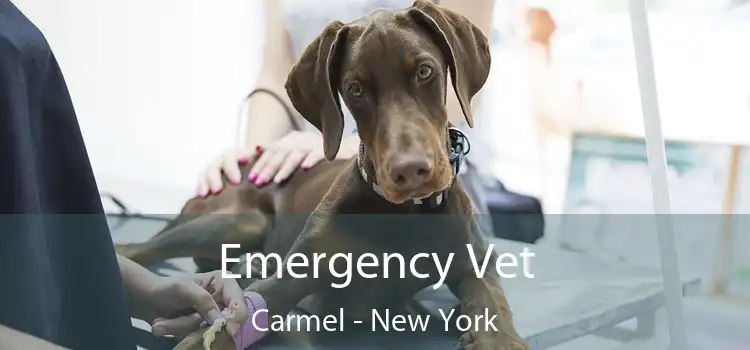 Emergency Vet Carmel - New York