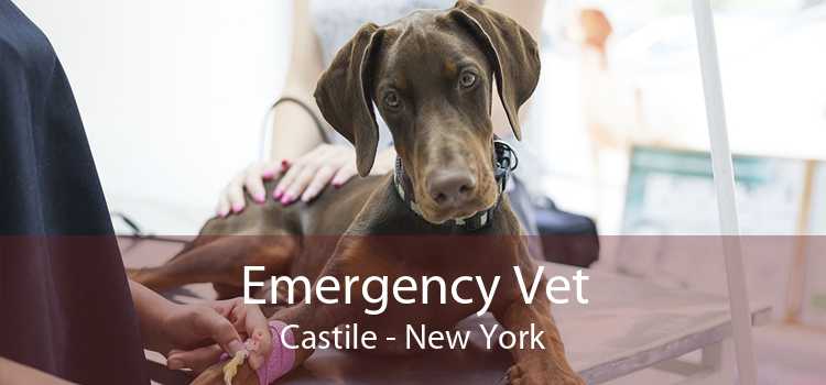 Emergency Vet Castile - New York