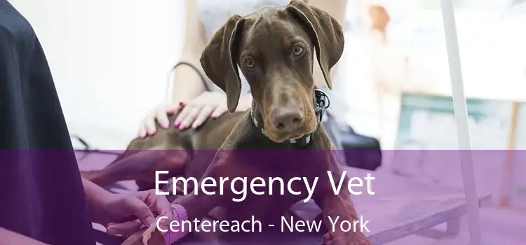 Emergency Vet Centereach - New York