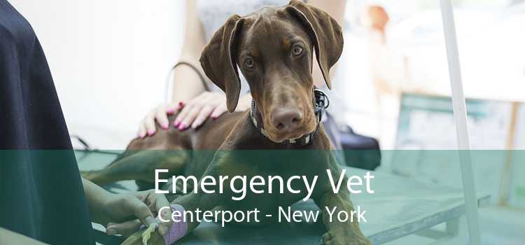 Emergency Vet Centerport - New York