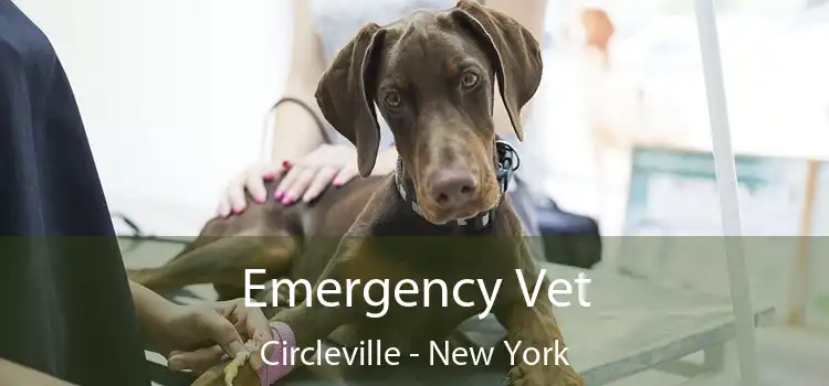 Emergency Vet Circleville - New York