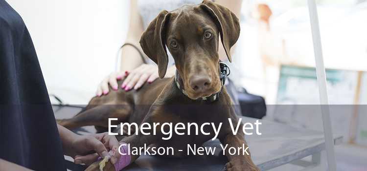 Emergency Vet Clarkson - New York