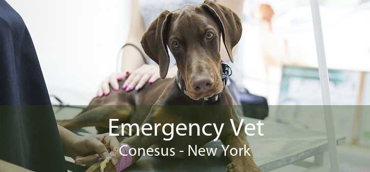 Emergency Vet Conesus - New York