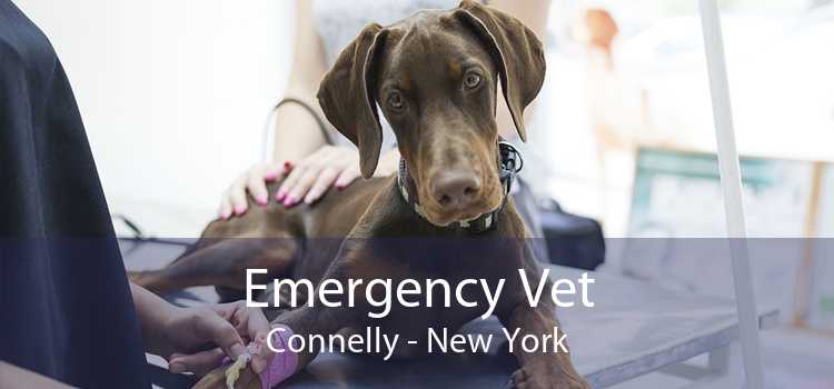 Emergency Vet Connelly - New York