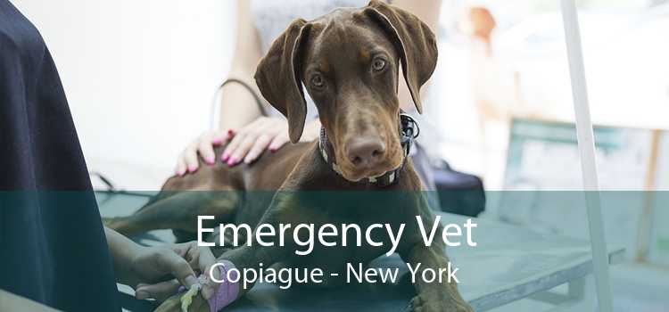 Emergency Vet Copiague - New York