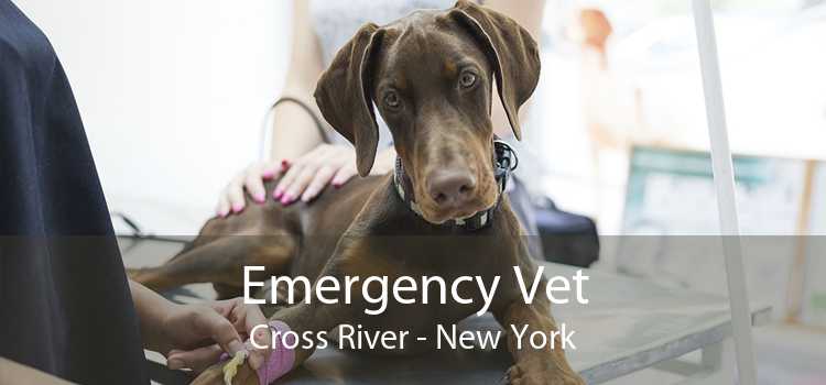 Emergency Vet Cross River - New York