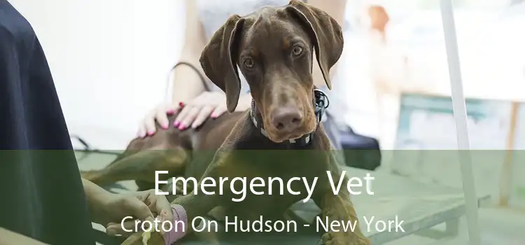Emergency Vet Croton On Hudson - New York