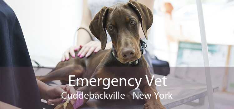 Emergency Vet Cuddebackville - New York
